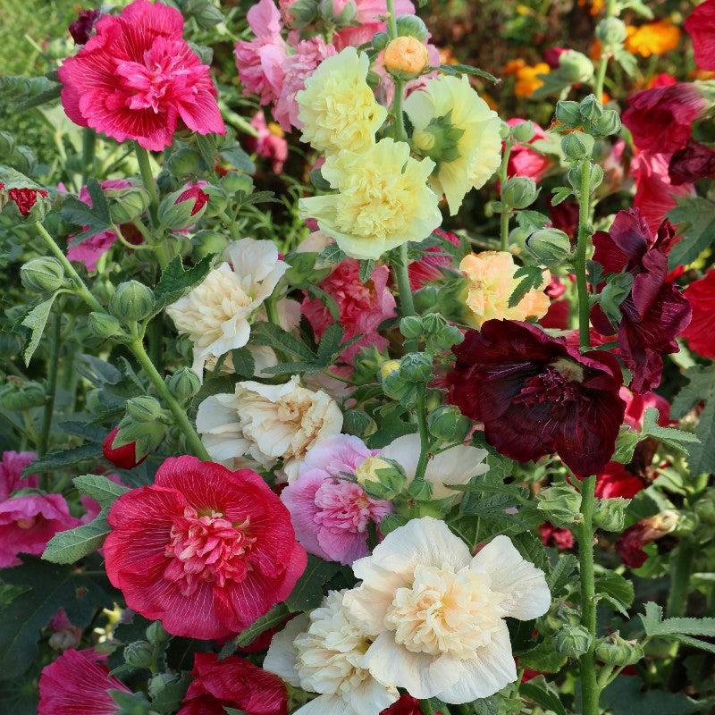 Q023 Alcea Rosea Chater S Double Mix 10 2ac257d6 615c 467b Bf57 35a461ce6f13 from www redcrocus com