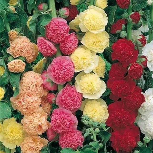 Q023 Alcea Rosea Chater S Double Mix 12 A0888920 Baf7 47b5 8838 4e1cd48cdbeb from www redcrocus com