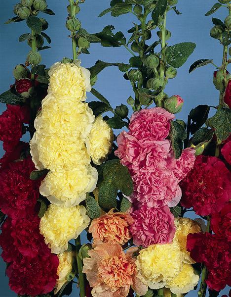 Q023 Alcea Rosea Chater S Double Mix 13 9cb9ffa4 8af7 49f6 Ac43 85547627ef89 from www redcrocus com