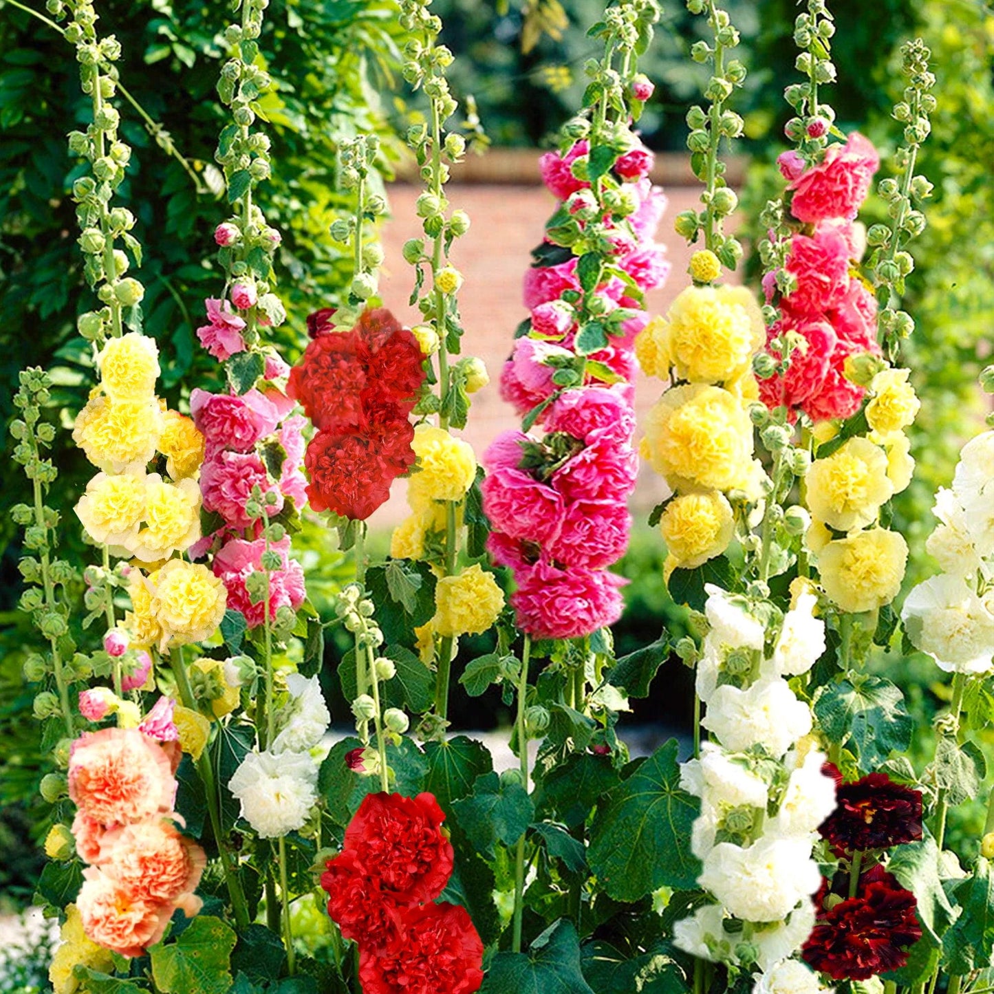 Q023 Alcea Rosea Chater S Double Mix 14 7e085c5b 6ab9 489d 9efc 19253b5e021c from www redcrocus com