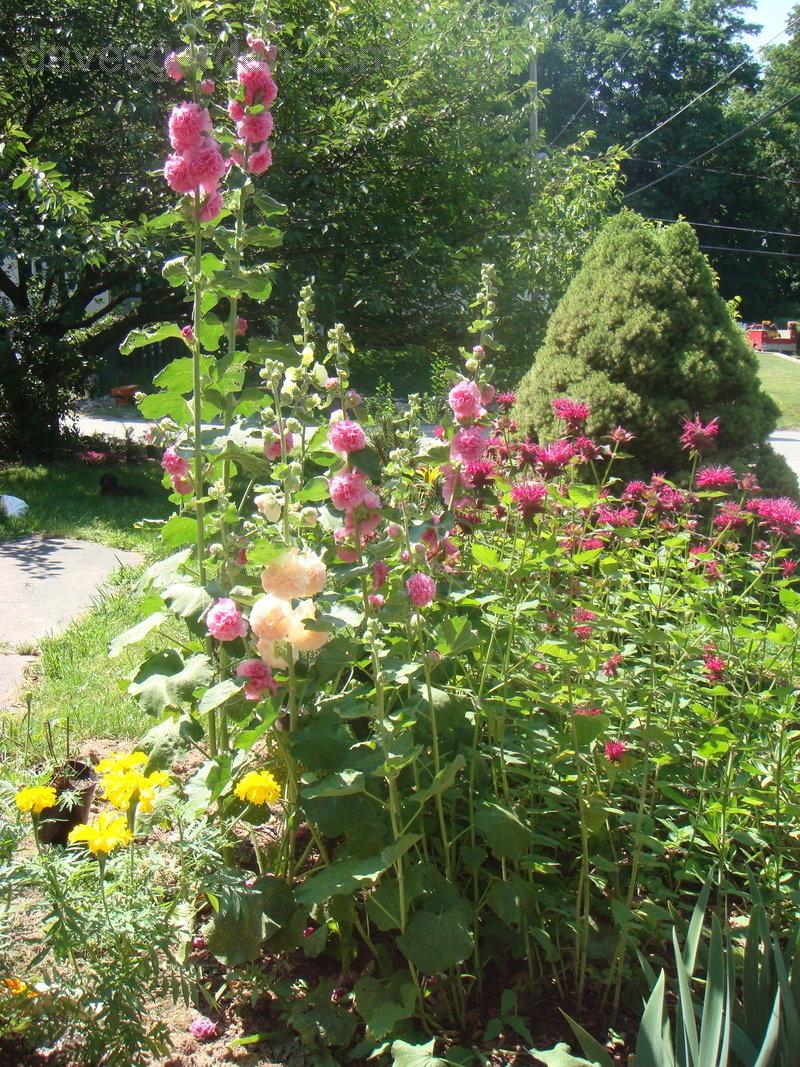Q023 Alcea Rosea Chater S Double Mix 15 2bb9ca8a F12d 475a 9ae7 1646ad9c743e from www redcrocus com