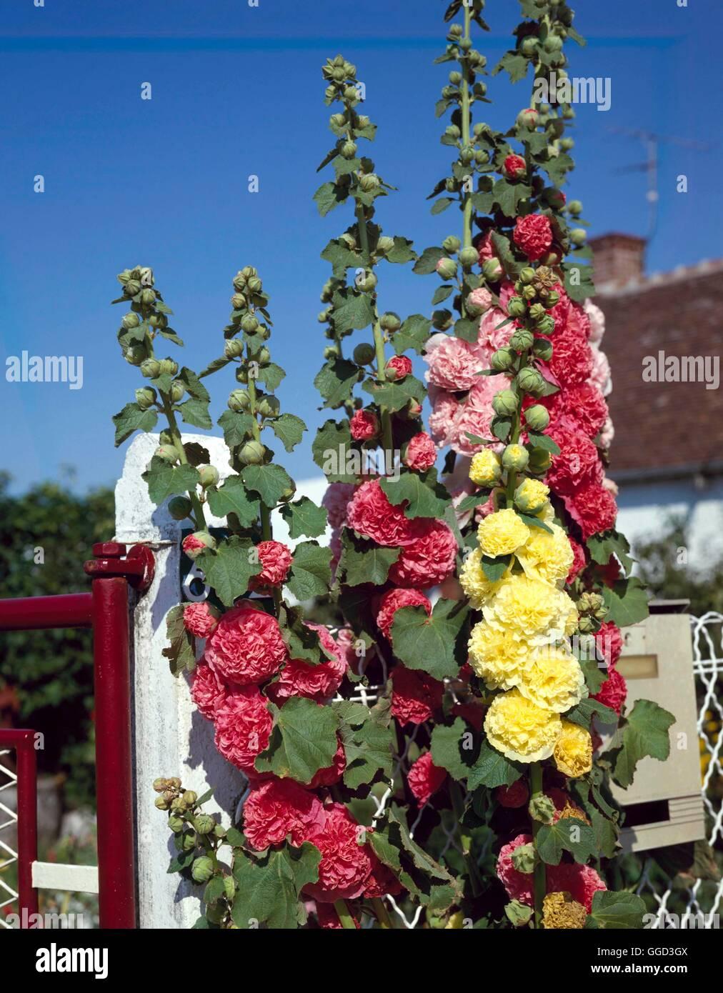 Q023 Alcea Rosea Chater S Double Mix 16 B785949f 39f6 4c86 943f C0a9d91984f1 from www redcrocus com