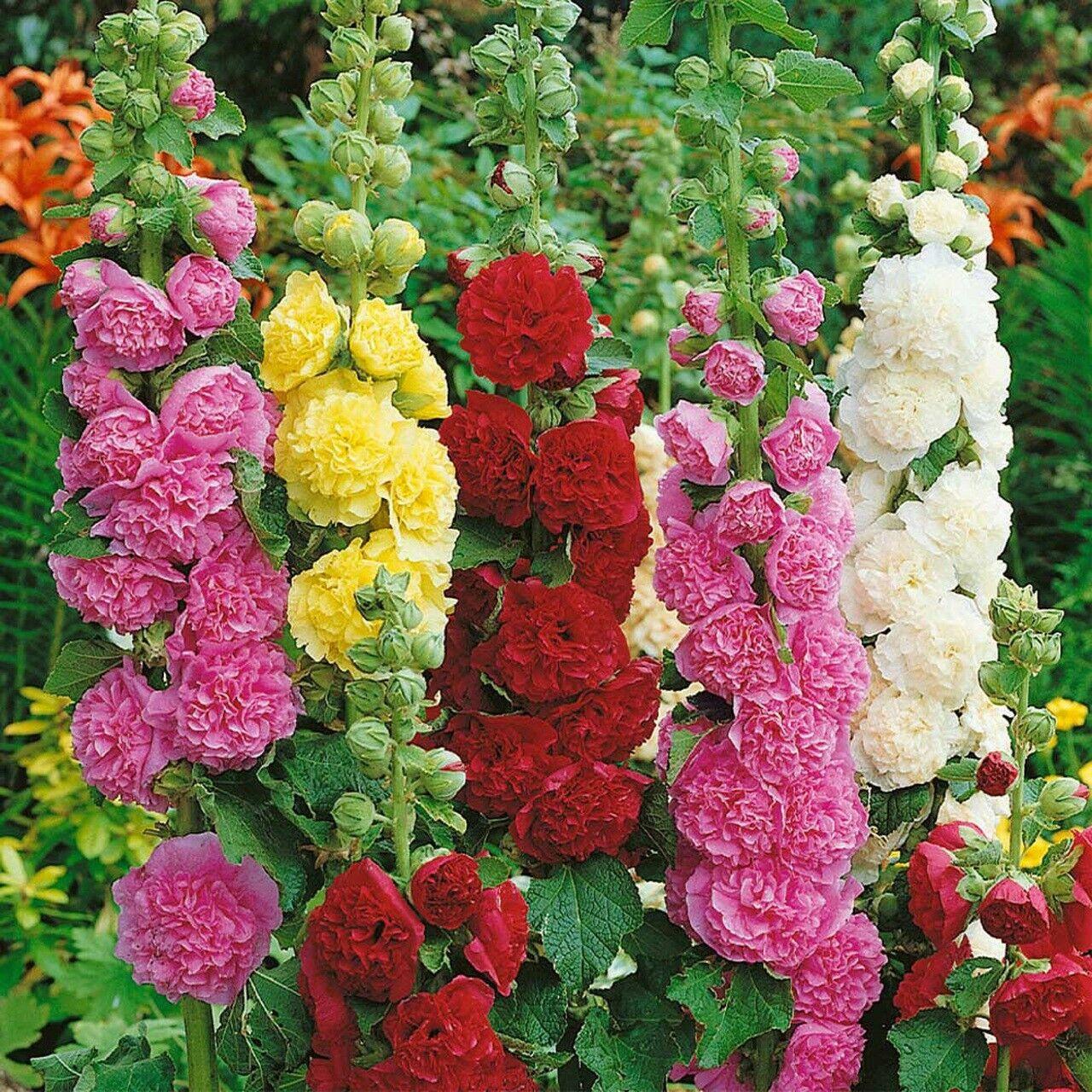 Q023 Alcea Rosea Chater S Double Mix 17 09e84c14 73a3 4caf A7e3 C04802652480 from www redcrocus com