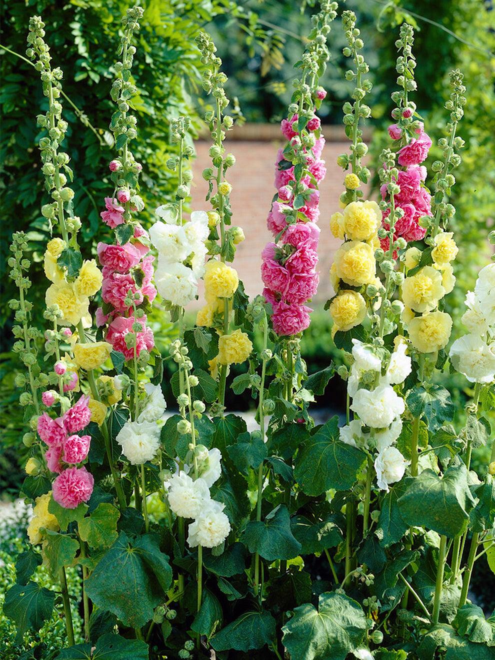 Q023 Alcea Rosea Chater S Double Mix 1 8cd28995 C42c 4668 98c4 D2e399a874a9 from www redcrocus com
