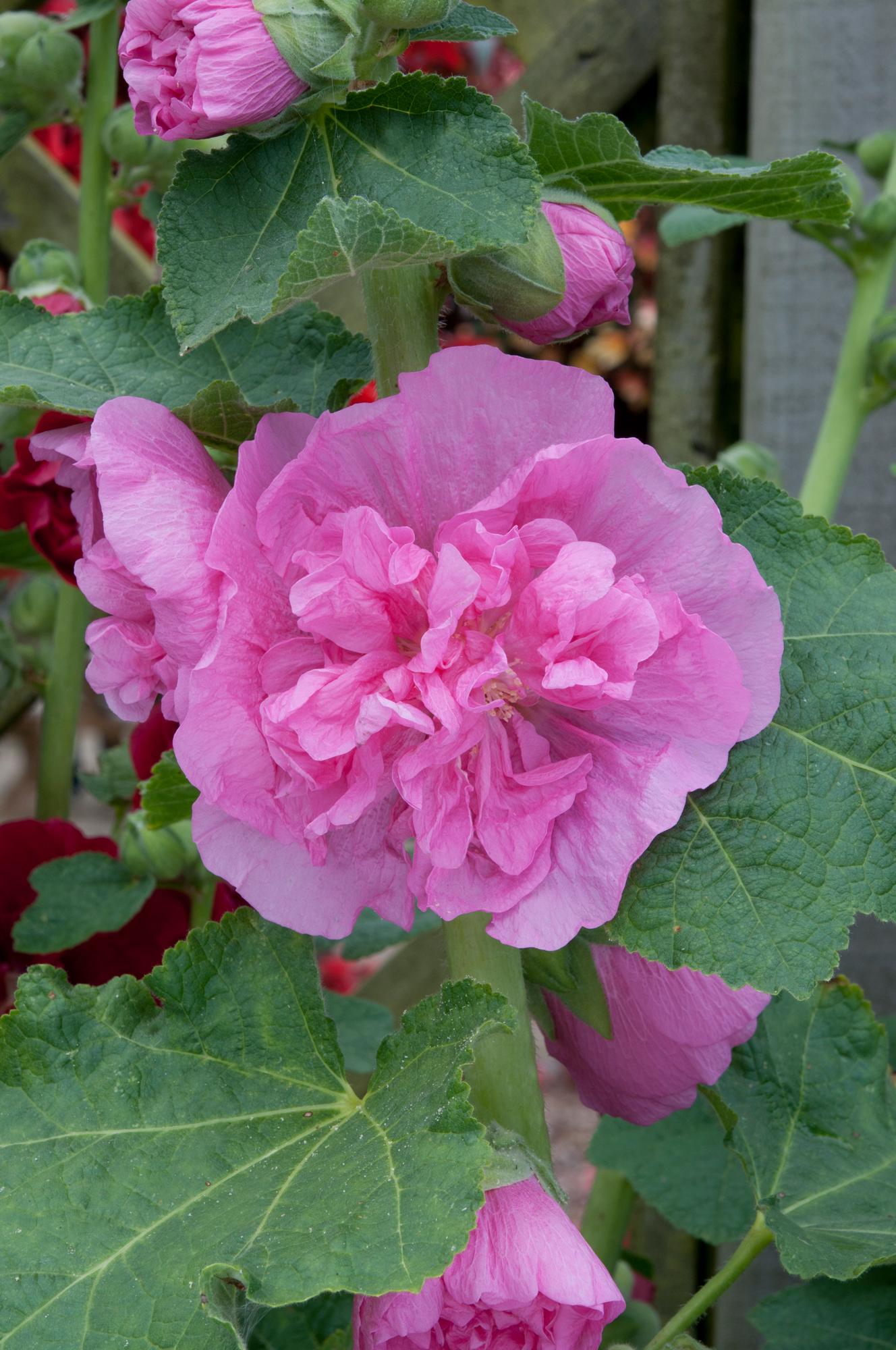 Q023 Alcea Rosea Chater S Double Mix 20 F19fefbf 46ae 4dfa B9b8 21a95b07e36e from www redcrocus com