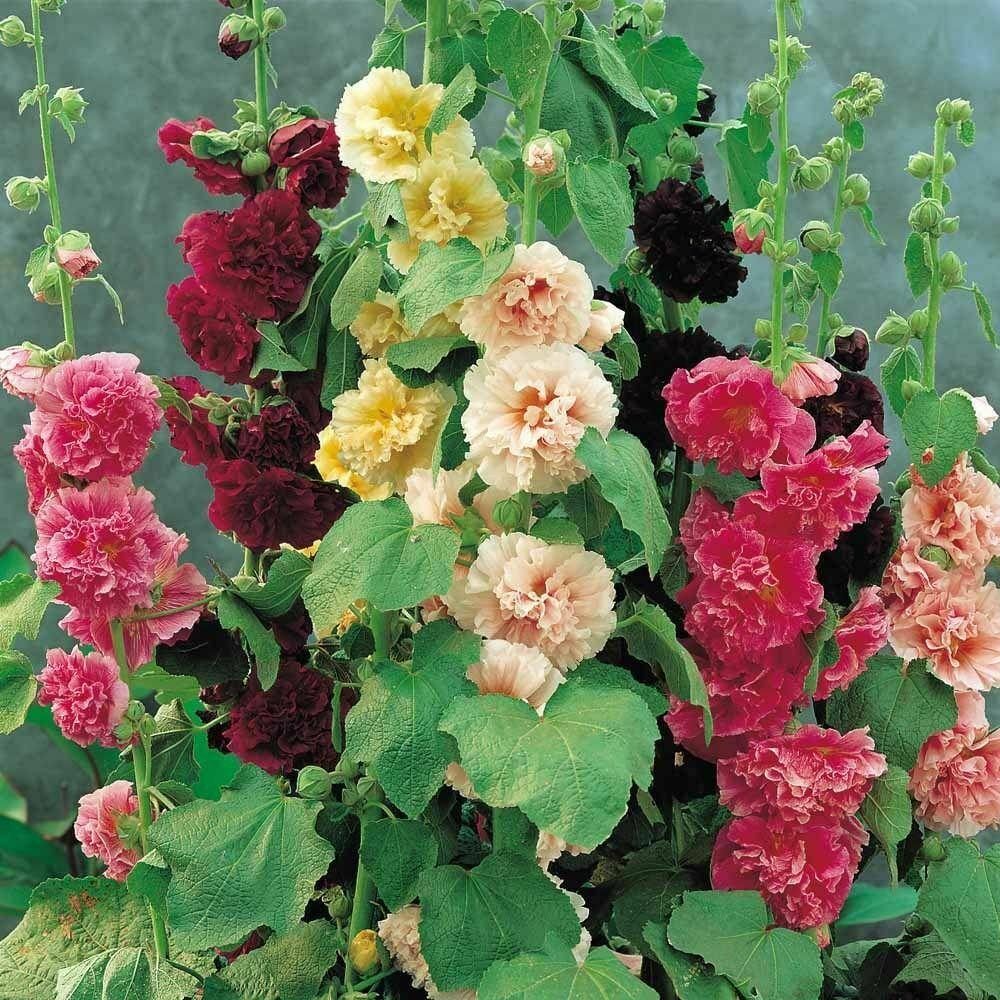 Q023 Alcea Rosea Chater S Double Mix 2 26fa6caa 5c3d 4ac0 8c58 6d5b9fc343d6 from www redcrocus com