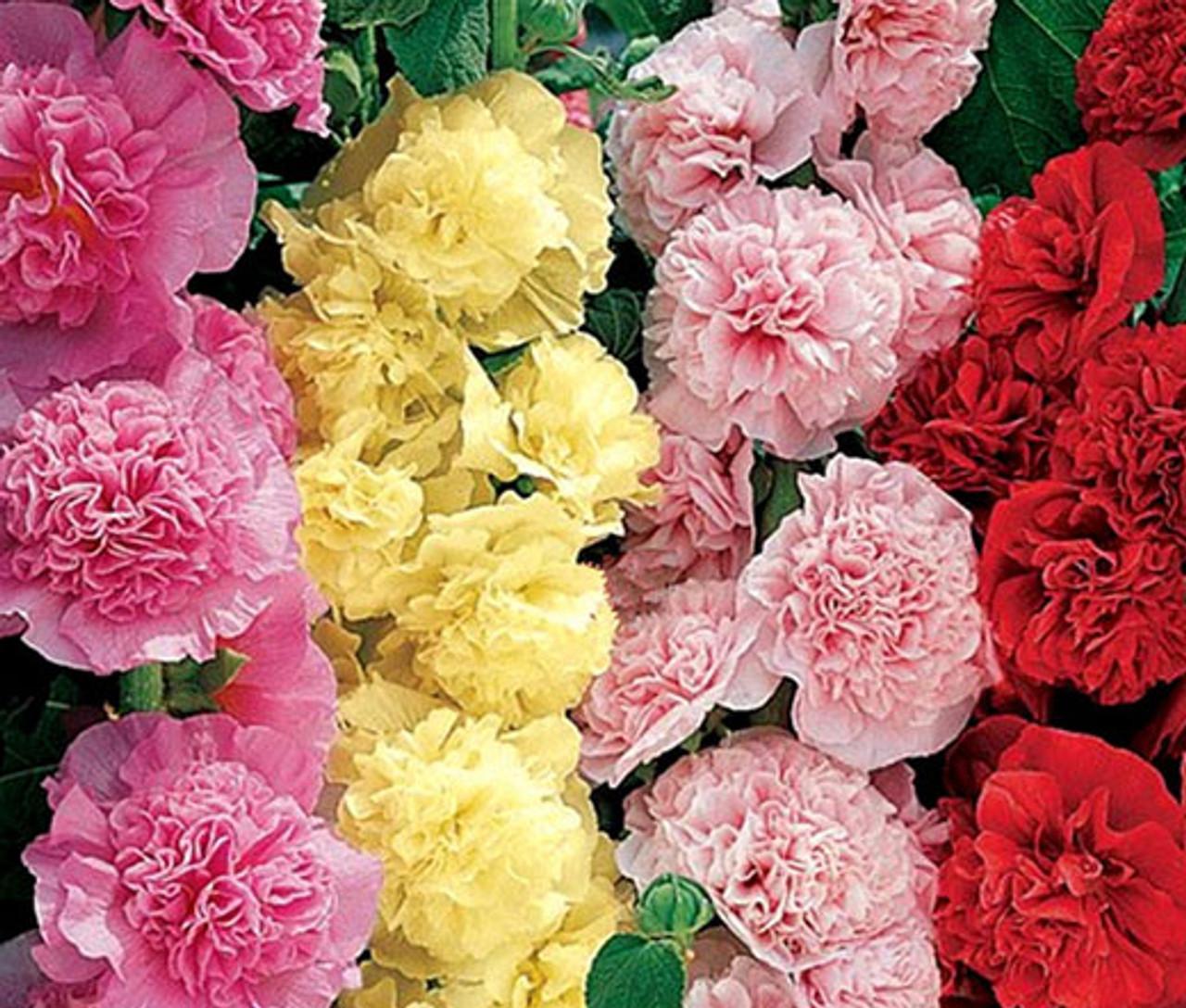 Q023 Alcea Rosea Chater S Double Mix 4 1085ff97 Cdd2 4888 8c8d 90e96bc71cd8 from www redcrocus com