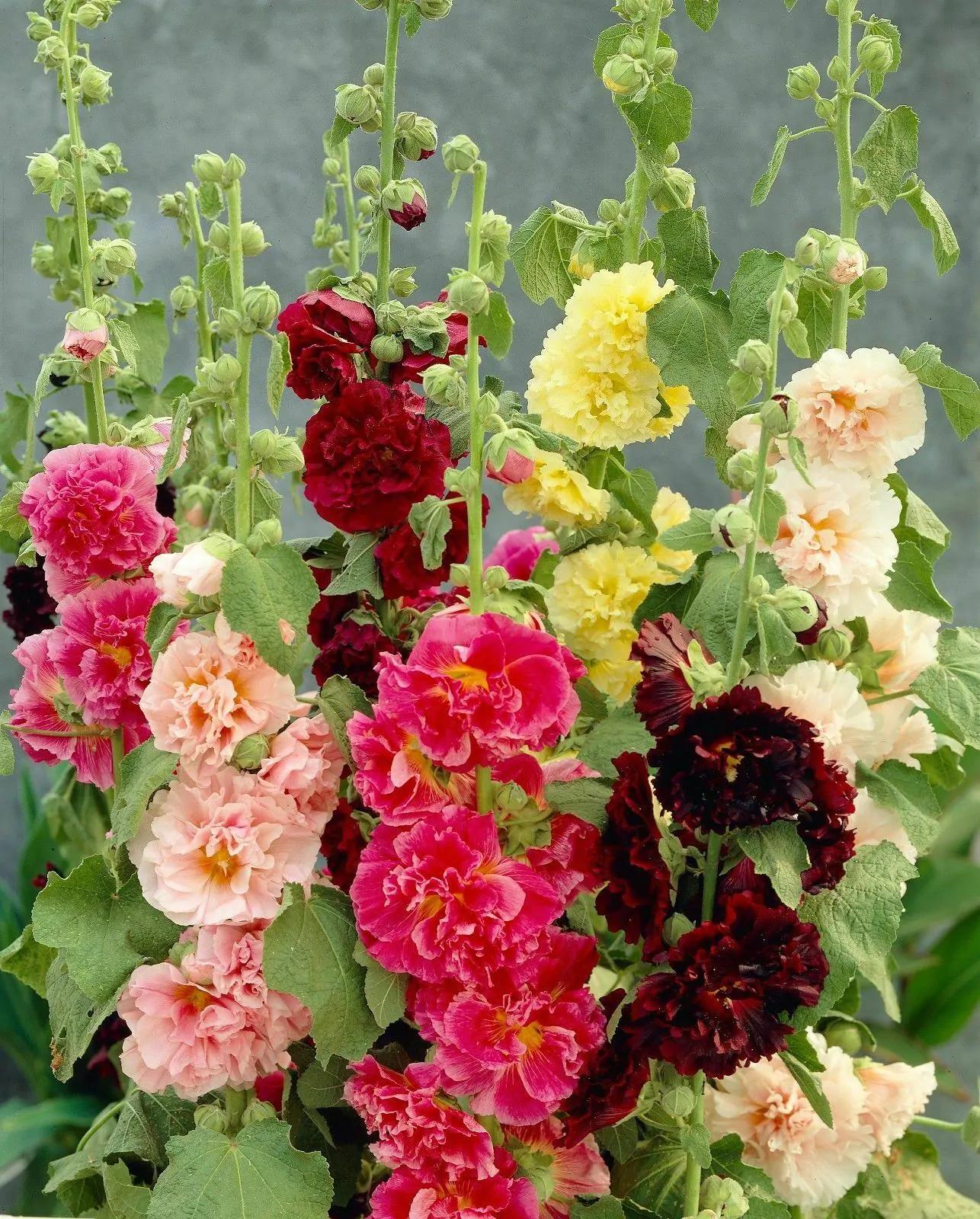 Q023 Alcea Rosea Chater S Double Mix 5 339d6e35 E371 48f4 82ed 901fec9d620b from www redcrocus com