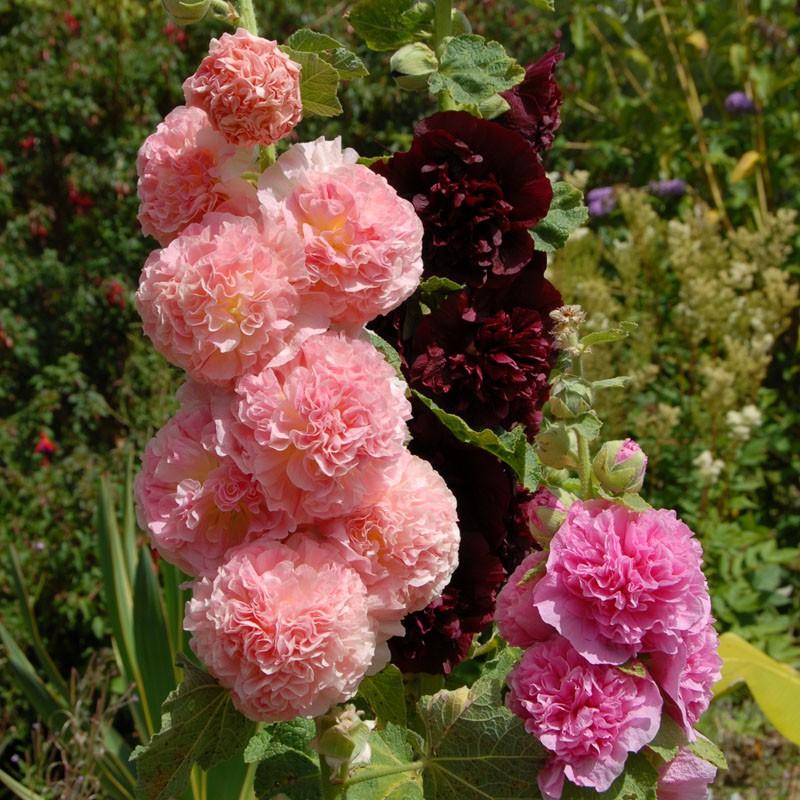 Q023 Alcea Rosea Chater S Double Mix 6 E7259772 1610 4cab 9e18 86242b082746 from www redcrocus com