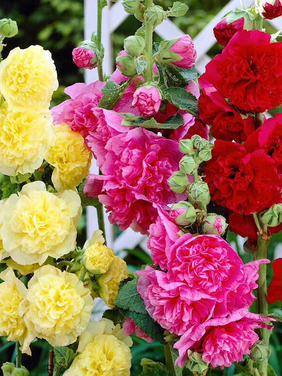 Q023 Alcea Rosea Chater S Double Mix 7 59cbddbf C093 4a1e Af0c F757e957d36a from www redcrocus com