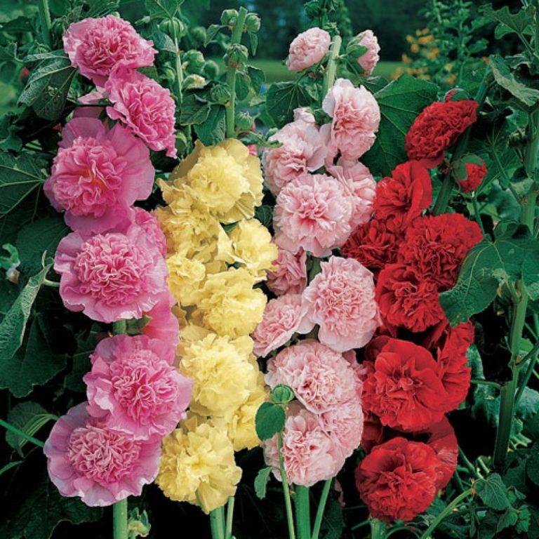 Q023 Alcea Rosea Chater S Double Mix 8 3a689c35 Bd48 425b Bcd0 953e3066e59f from www redcrocus com