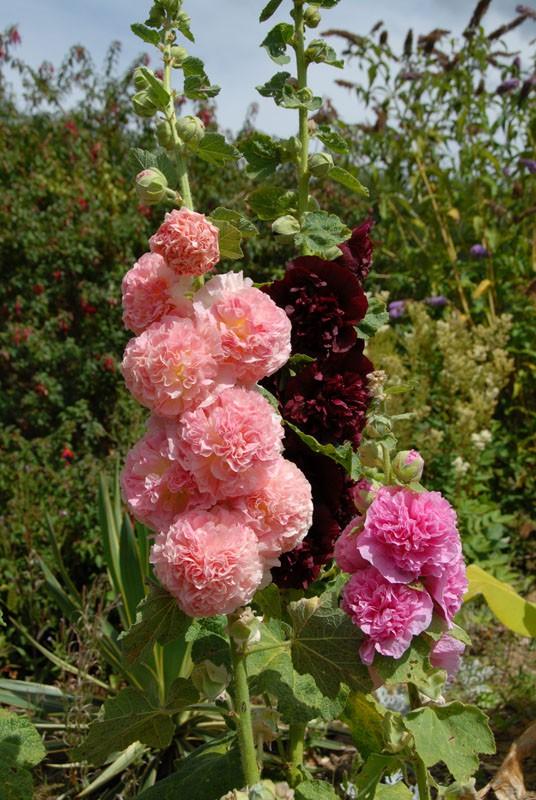 Q023 Alcea Rosea Chater S Double Mix 9 09c90aad 2094 41d2 B6b4 0a7dfa7191e5 from www redcrocus com