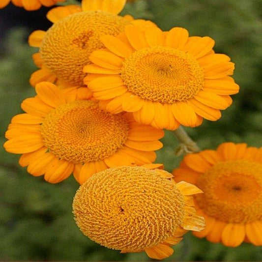 Q036 Anthemis Sancti Johannis 11 Fb218968 29dc 4711 8422 Ed2dc7867a6c from www redcrocus com
