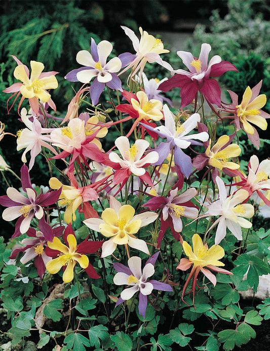 Q049 Aquilegia X Hybrida Mckana Giant - View 11 from www redcrocus com