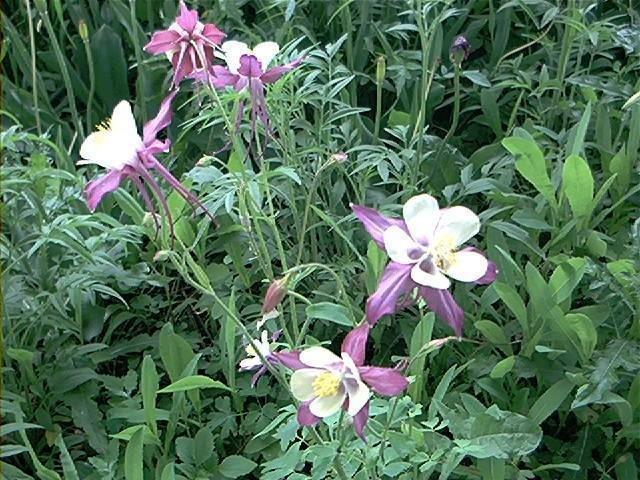 Q049 Aquilegia X Hybrida Mckana Giant - View 12 from www redcrocus com