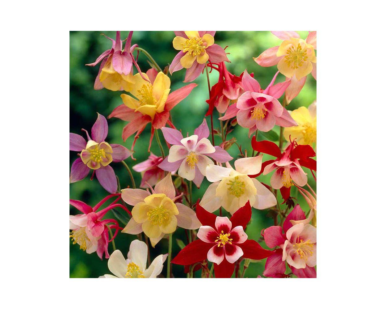Q049 Aquilegia X Hybrida Mckana Giant - View 14 from www redcrocus com