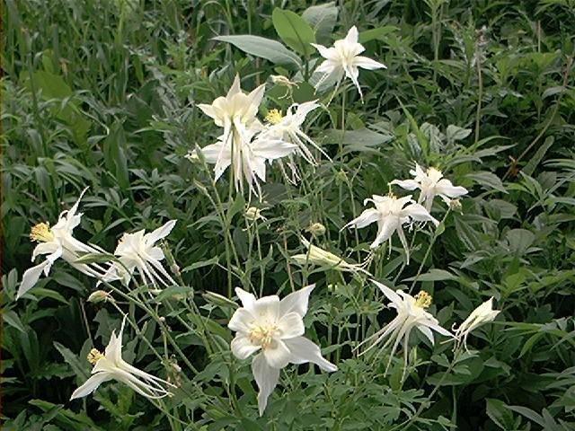 Q049 Aquilegia X Hybrida Mckana Giant - View 15 from www redcrocus com