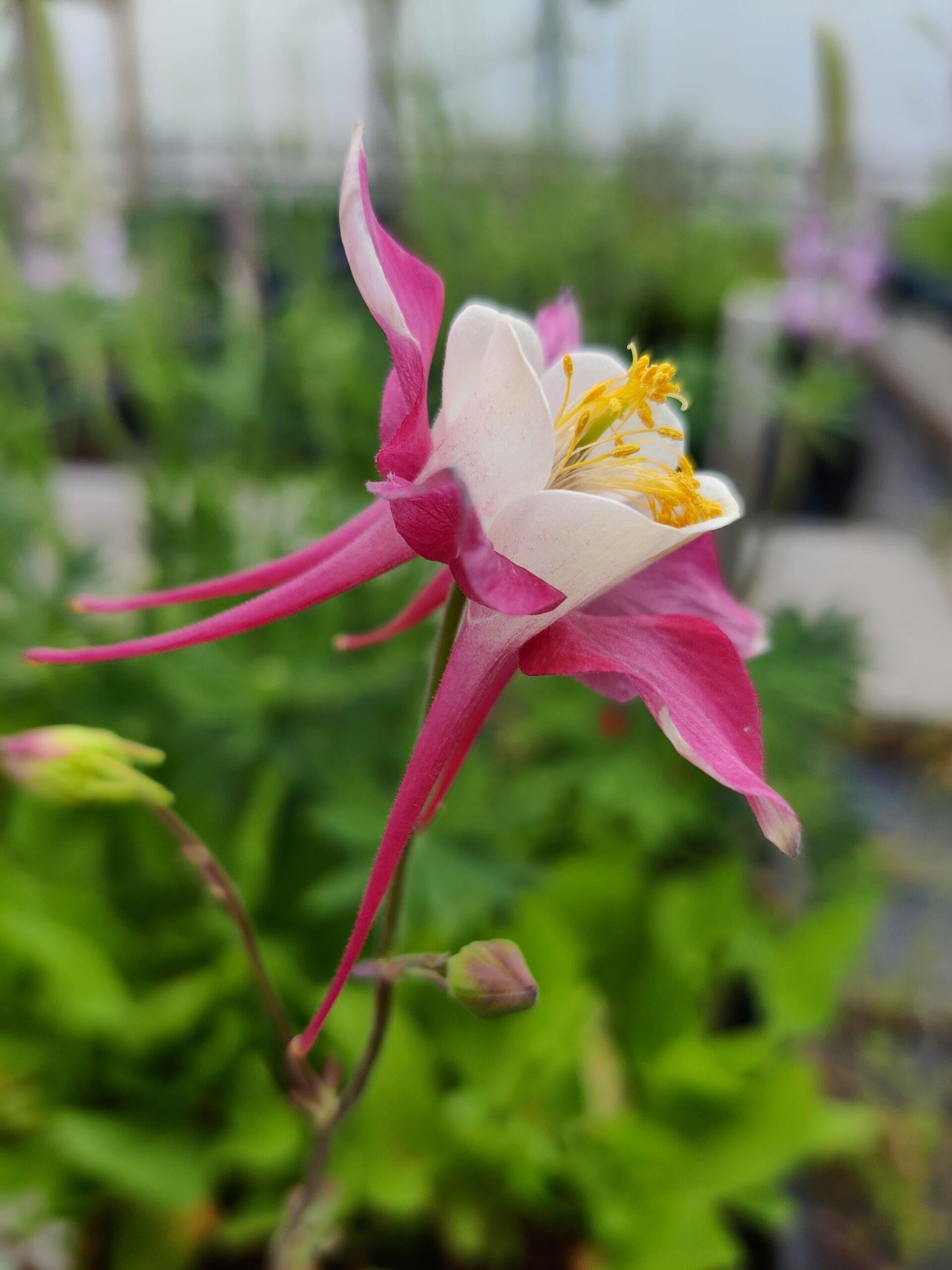Q049 Aquilegia X Hybrida Mckana Giant - View 5 from www redcrocus com