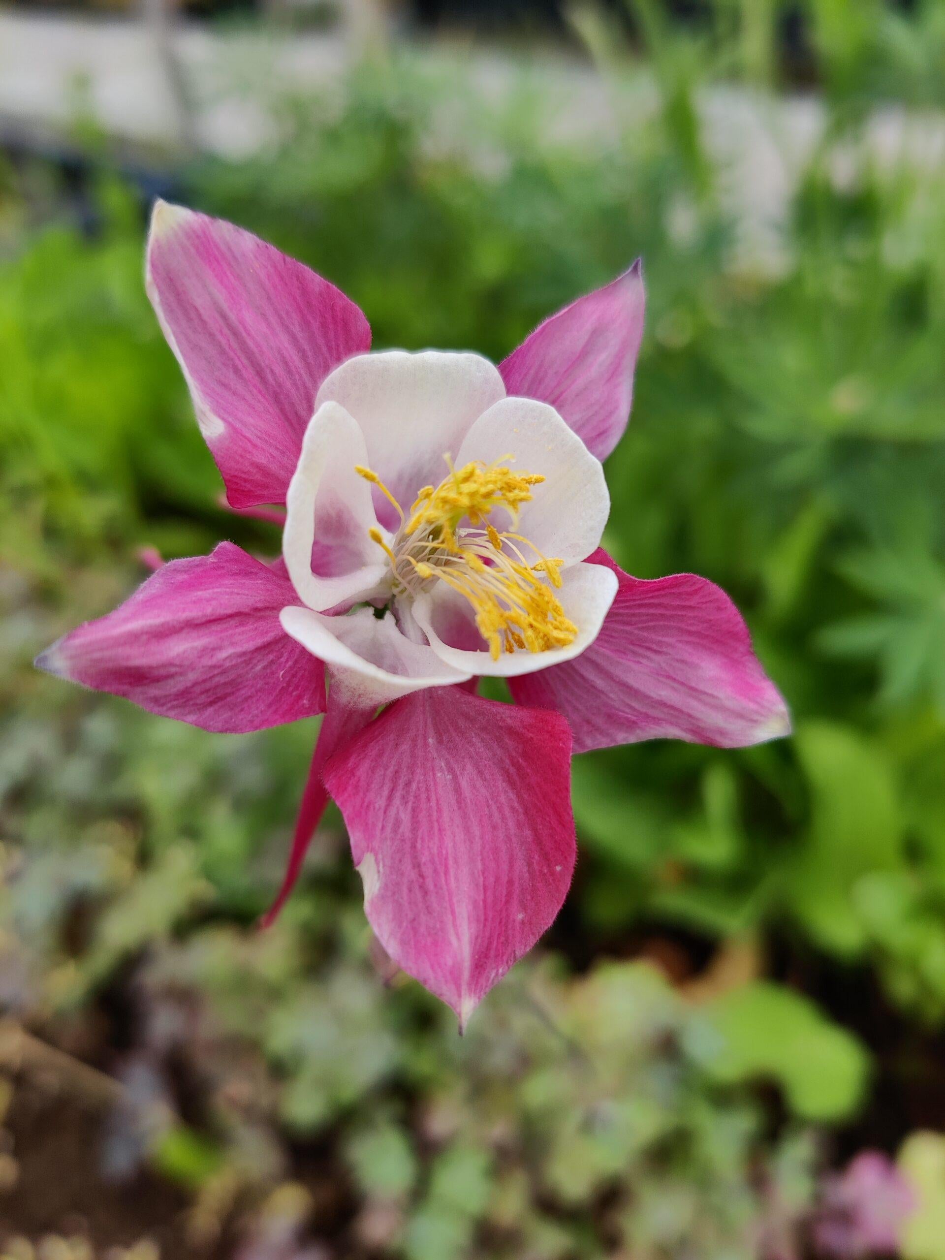 Q049 Aquilegia X Hybrida Mckana Giant - View 8 from www redcrocus com