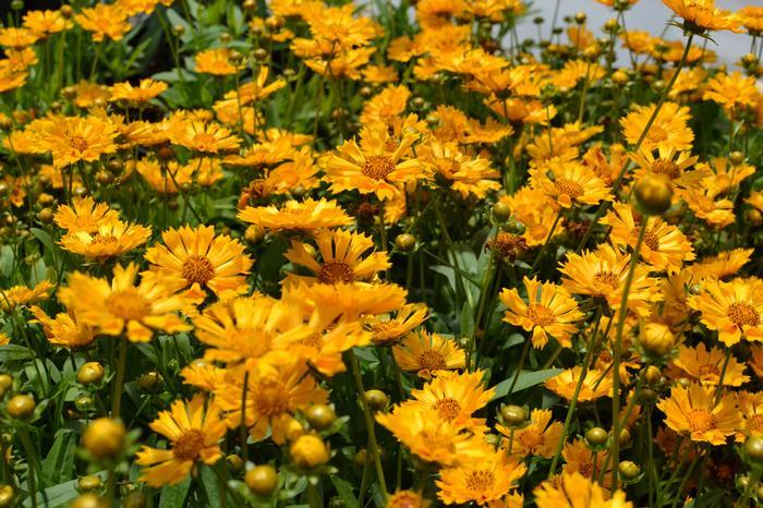 Q1042 Coreopsis X Jethro Tull 10 Da5c60b4 56c3 48b8 B267 7ff4e456651a from www redcrocus com