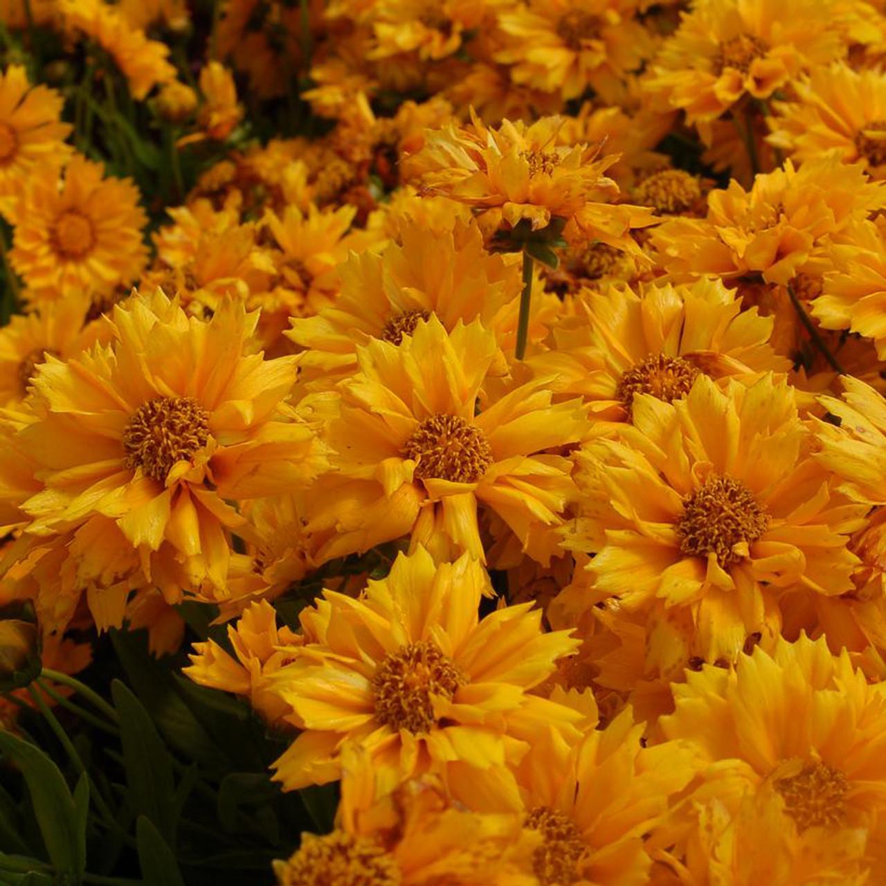 Q1042 Coreopsis X Jethro Tull 11 45a3f843 0337 4424 8b34 D42687cacc05 from www redcrocus com