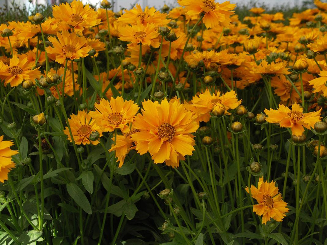 Q1042 Coreopsis X Jethro Tull 15 21386c52 E019 4684 Bb7f 28fb8914bb02 from www redcrocus com