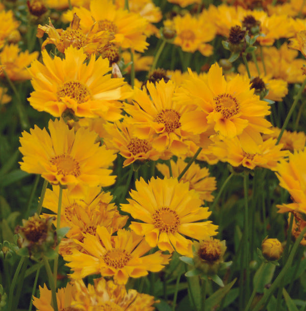 Q1042 Coreopsis X Jethro Tull 16 4f936b13 A00d 473e 9298 537d4125cdc0 from www redcrocus com