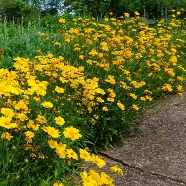 Q1042 Coreopsis X Jethro Tull 2 A8e4c9b9 32bf 4a8f Ba67 95574b35703b from www redcrocus com
