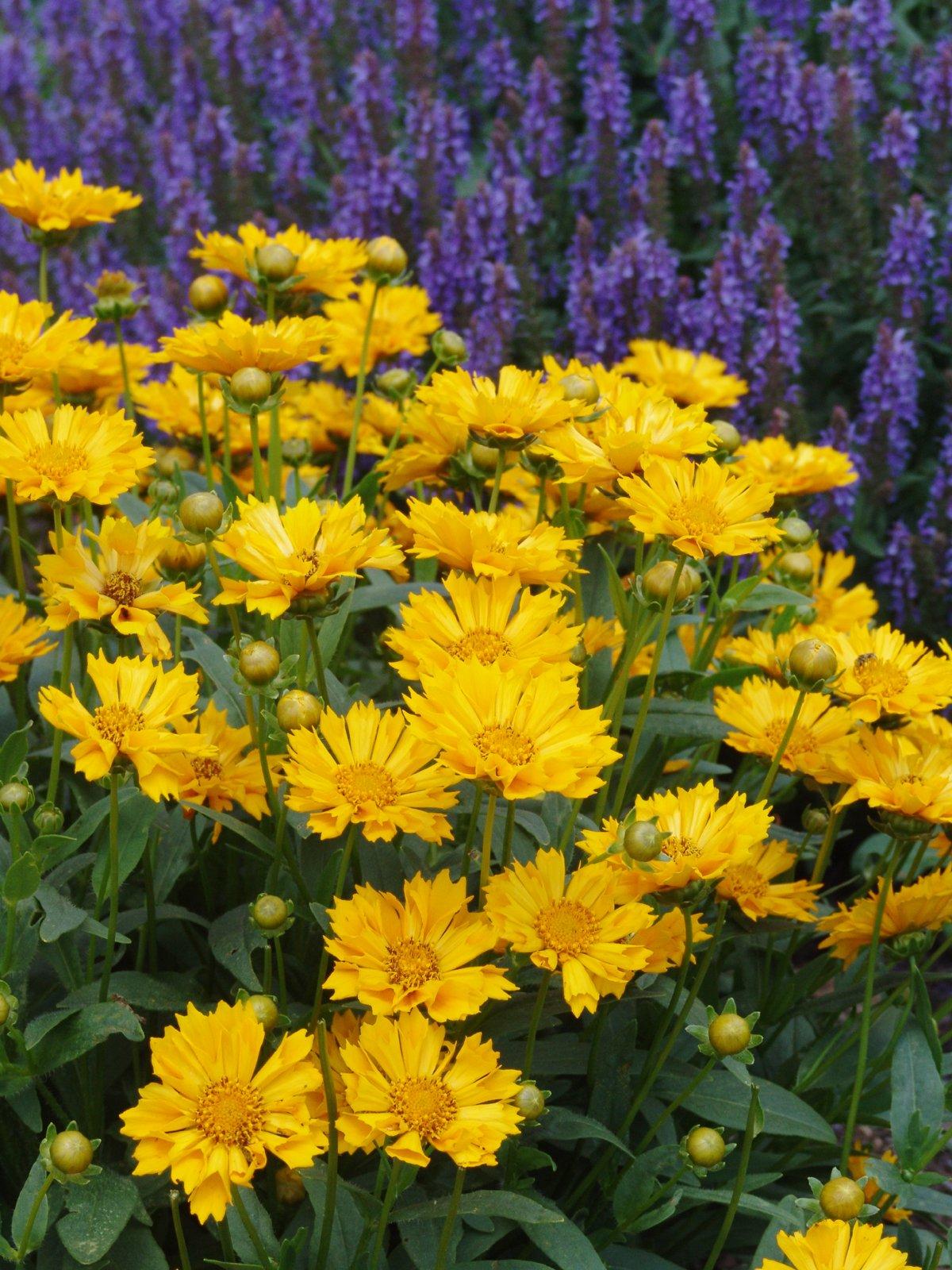 Q1042 Coreopsis X Jethro Tull 3 Ca9e815a 77a0 45d8 9d5f 6b5d1e33c5dd from www redcrocus com