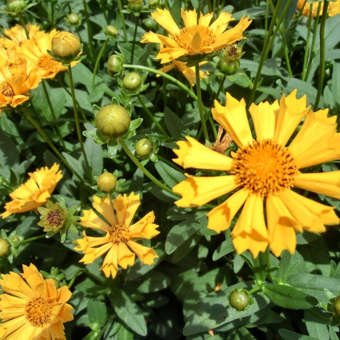 Q1042 Coreopsis X Jethro Tull 4 E7036b1e 839b 4632 9782 Dbdb9619f817 from www redcrocus com