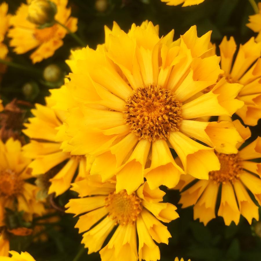 Q1042 Coreopsis X Jethro Tull 5 5783c549 Eb04 4fe5 8b29 9e87c13139c5 from www redcrocus com
