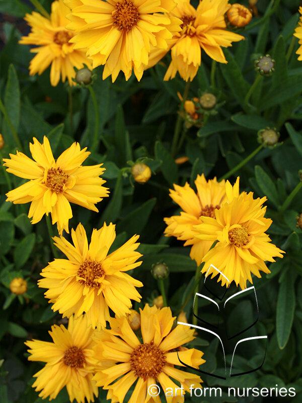 Q1042 Coreopsis X Jethro Tull 7 933c2216 29bd 4520 Be60 4f61a2f34ee9 from www redcrocus com