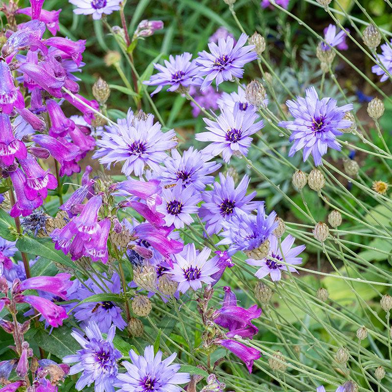 Q109 Catananche Caerulea 10 B0ecbd55 17b6 4183 9681 A57c3ad5a991 from www redcrocus com