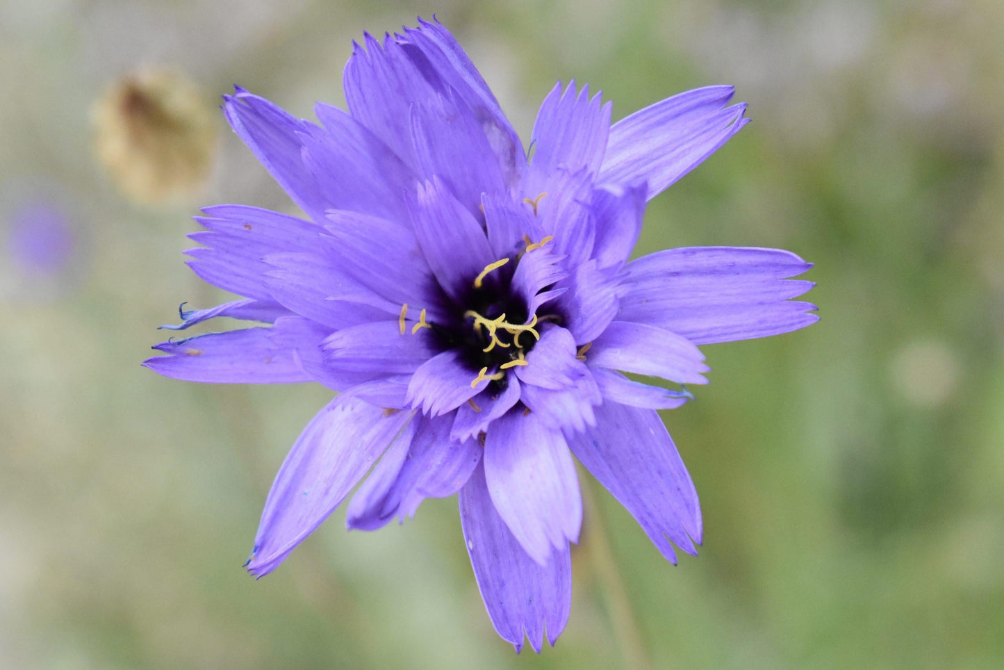 Q109 Catananche Caerulea 11 2b2484e5 176a 43dc 9d84 9a66c31a5e56 from www redcrocus com