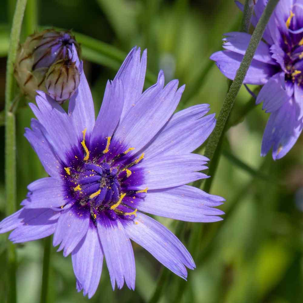 Q109 Catananche Caerulea 12 Ecad07ce 09b7 4c6c 8912 F5e6042a2c95 from www redcrocus com