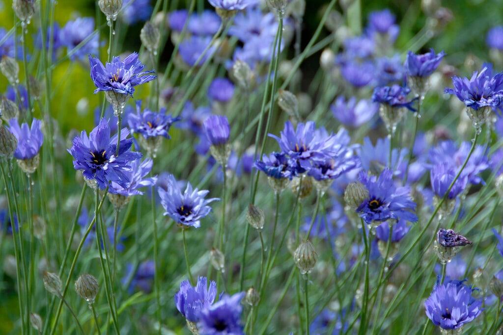 Q109 Catananche Caerulea 13 535d7a9c 7580 46fc Bdca 5ef776f00251 from www redcrocus com