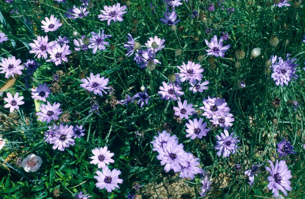 Q109 Catananche Caerulea 14 466aac58 B039 466c 8866 C7358a26241e from www redcrocus com