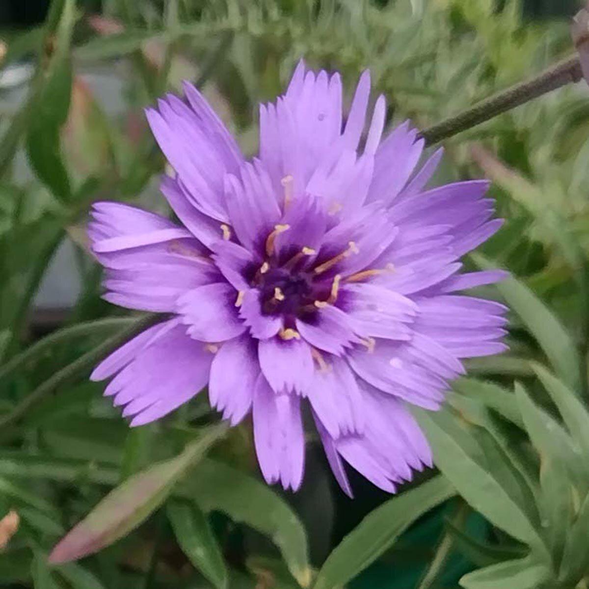 Q109 Catananche Caerulea 15 1041a364 546c 4868 A2a2 Df8165ffc483 from www redcrocus com
