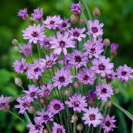 Q109 Catananche Caerulea 17 13335ecb Fdb8 402c 8382 Ea76d00509a4 from www redcrocus com