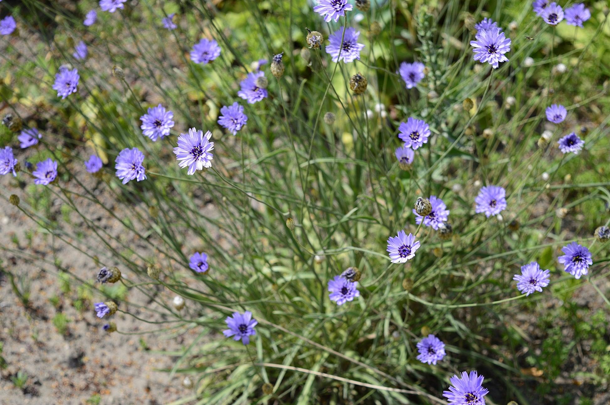 Q109 Catananche Caerulea 18 183e947b 3a01 49ad 8477 A0da98540e74 from www redcrocus com