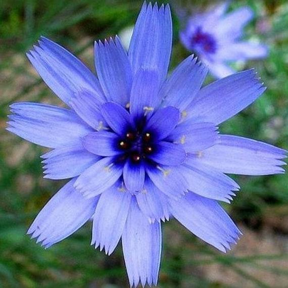 Q109 Catananche Caerulea 19 61ca4bf8 7bcc 4732 A579 0c303f6bc089 from www redcrocus com