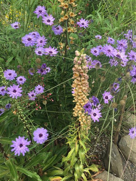 Q109 Catananche Caerulea 1 884469cb 2088 4cbe 8299 D2974e51ed0c from www redcrocus com