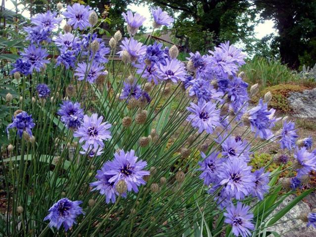 Q109 Catananche Caerulea 20 A53d0614 7031 45df Beed 7c15e690ba9e from www redcrocus com
