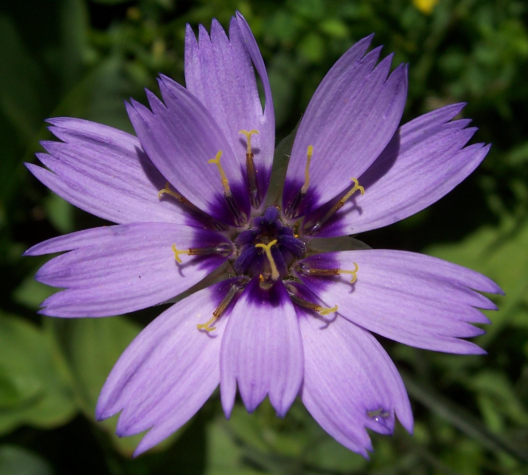 Q109 Catananche Caerulea 2 Ba28db6d F89d 4232 8dea 3f47340ebbe3 from www redcrocus com