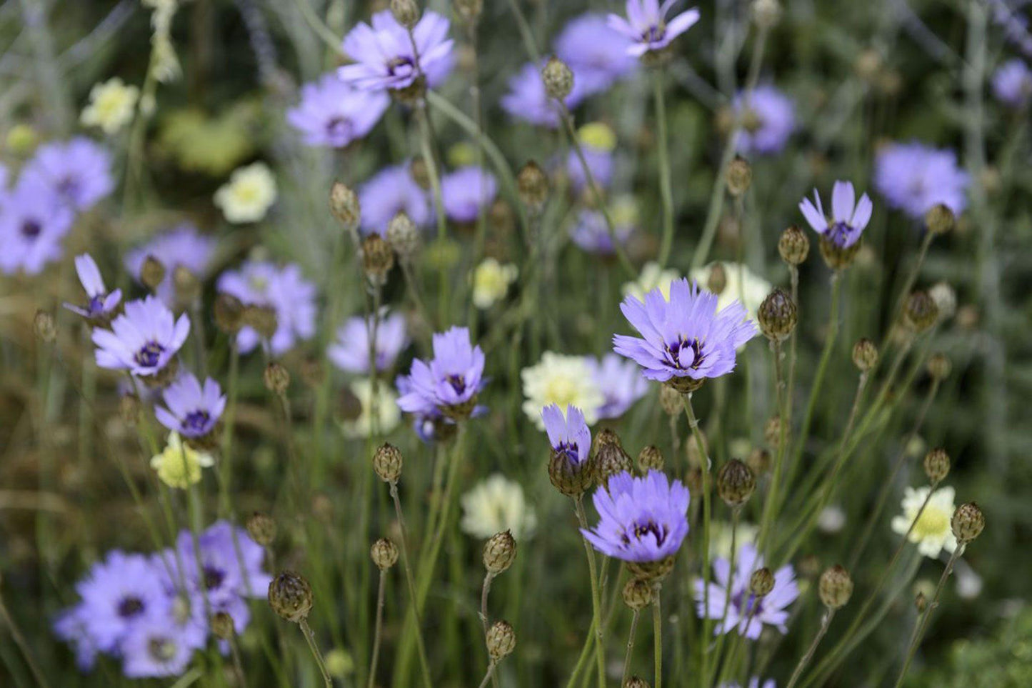 Q109 Catananche Caerulea 3 Fb438a5b 8fe7 420c B688 9bcc2c7894dd from www redcrocus com