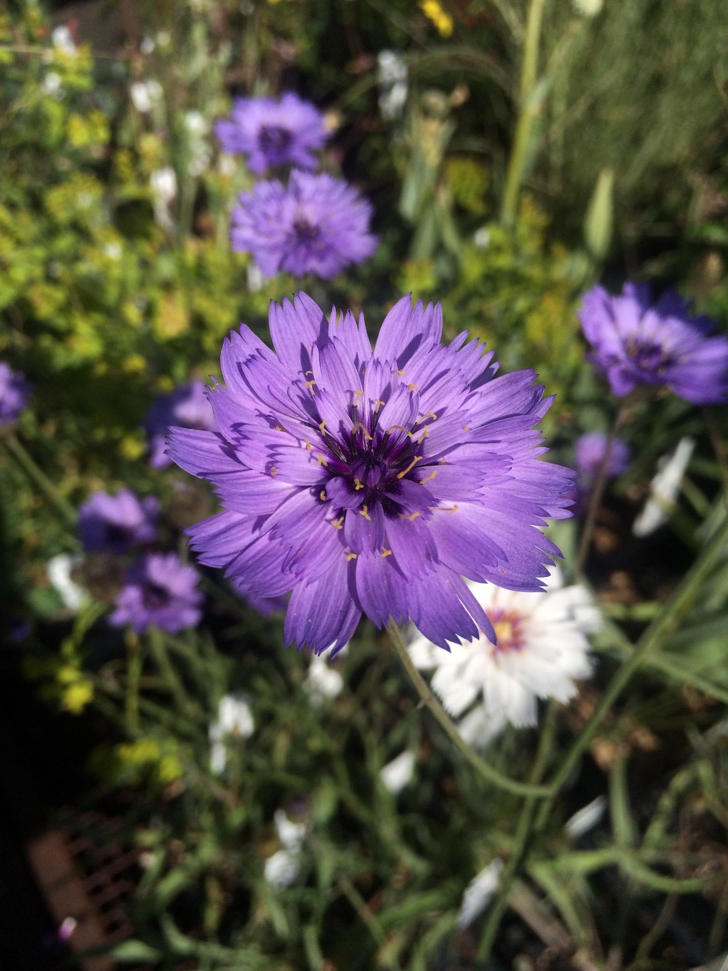Q109 Catananche Caerulea 4 Fd763f36 F46b 46bd Ba8f 9e59a20cd44f from www redcrocus com