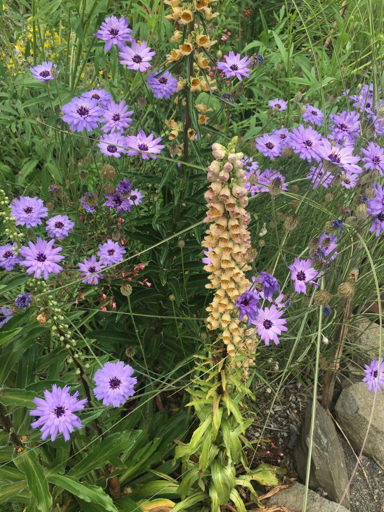 Q109 Catananche Caerulea 5 73614431 0239 40c2 92f1 B58cf7049ce9 from www redcrocus com