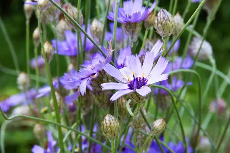 Q109 Catananche Caerulea 6 Cad838a1 8488 4db8 8969 4329e4137eb1 from www redcrocus com