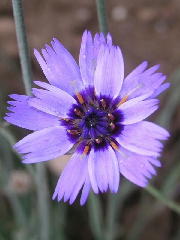 Q109 Catananche Caerulea 7 7abe0e1e 53b2 4c0c A769 C918422be247 from www redcrocus com