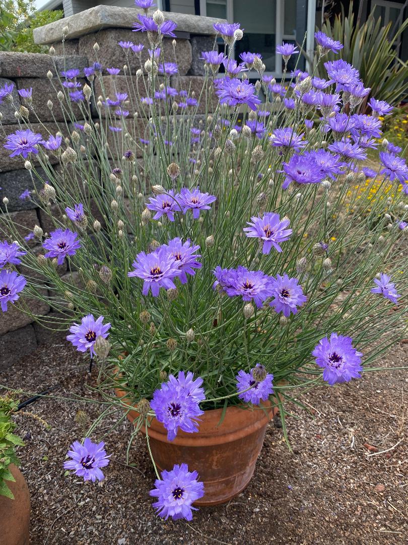 Q109 Catananche Caerulea 8 2f7148f6 472f 4782 Aaad 12065c3e69f8 from www redcrocus com